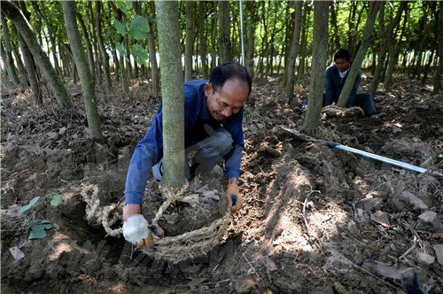 村民挖起苗木准备出售