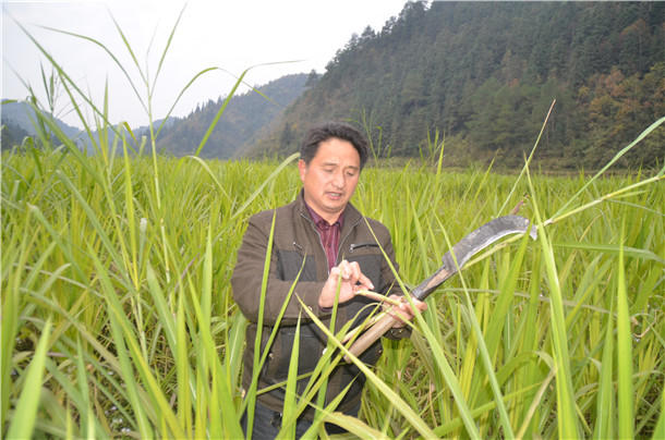 潘盛强在介绍金银草的用途