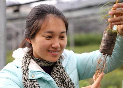 广西柳州市融安县西山林场良种苗木繁育示范基地技术员易珍在检查杉木苗生长情况。