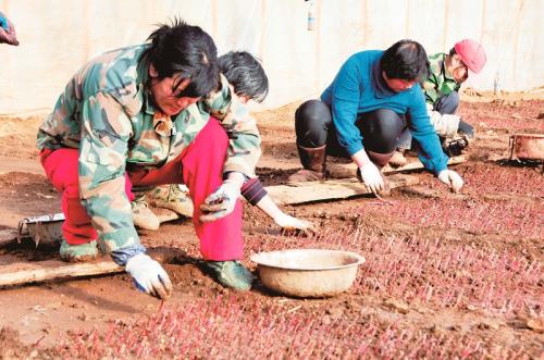 农民正在大棚中栽种玫瑰花苗