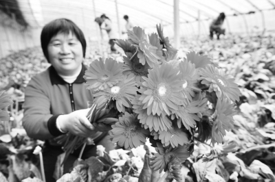 花农在采摘鲜切花