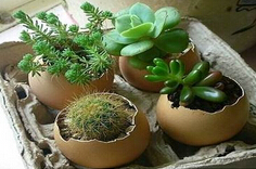 多肉植物