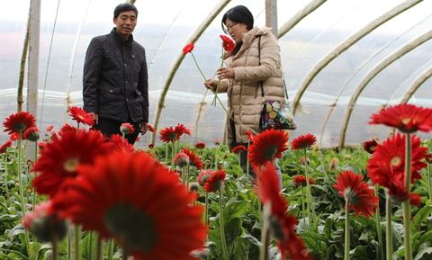 花农采摘非洲菊