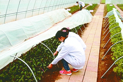 技术人员正在检查苗木生长情况