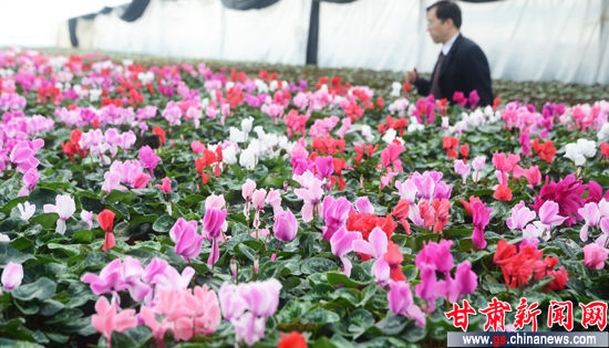 温室花卉