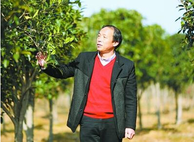 湖泗街张林村致富带头人张华在察看苗木