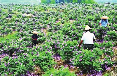 大新乡玫瑰花种植基地