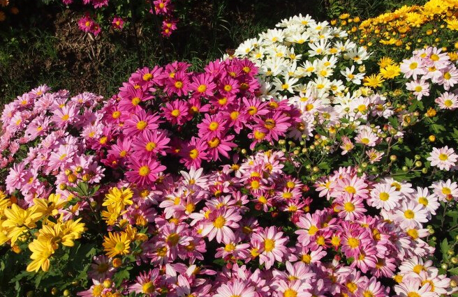 江宁湖熟菊花展
