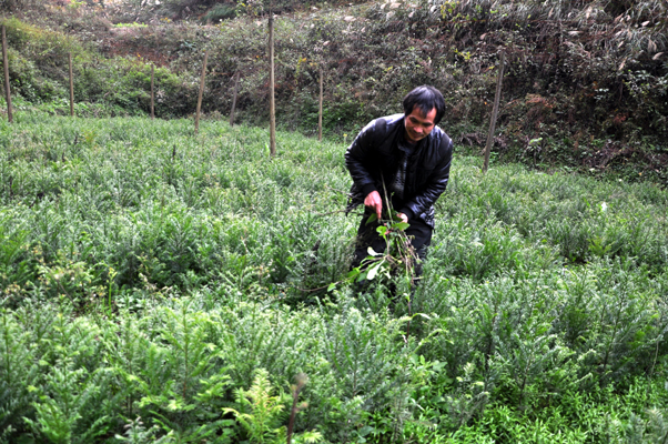 何元松正在为他的致富宝贝除草