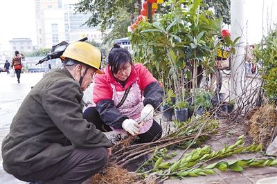 近日城厢镇东云村果农廖师傅正在县城苗木市场选购果树苗木