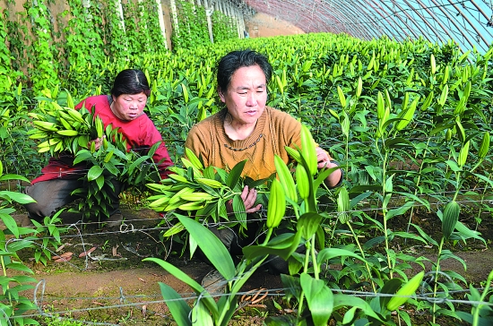 平泉镇花卉示范园区的花农正在采摘俏销的百合花