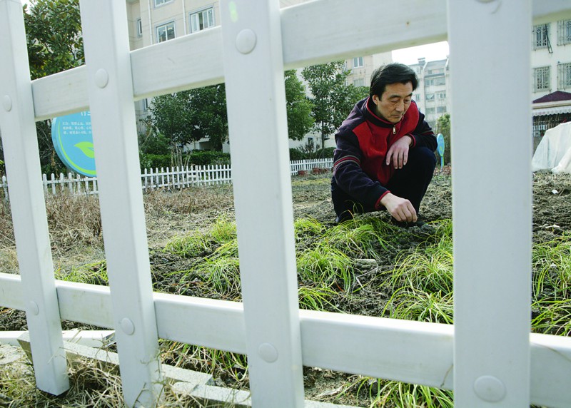 祁师傅不仅扮靓自家阳台，还打理起桂花新村里的杂草地，用心美化着小区的绿色环境