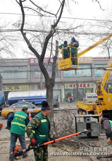 园林工人修剪华岩路槐树