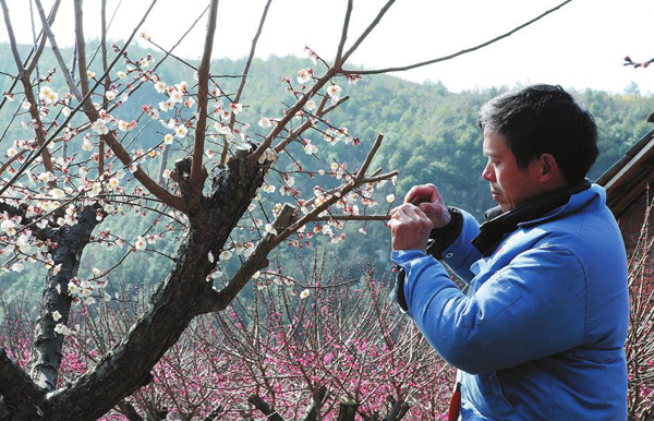 丽水:技术人员嫁接梅花助农增收