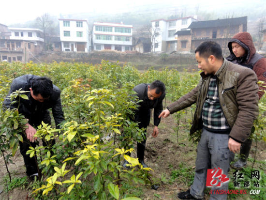 图为李新华（右）指导社员修剪树苗（摄影/杨能广）