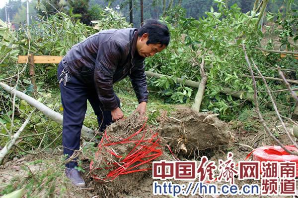 花木产业实现经济和生态双赢