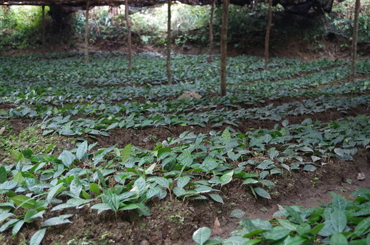 天峨纳让屯金花茶合作社培育的实生苗和扦插苗