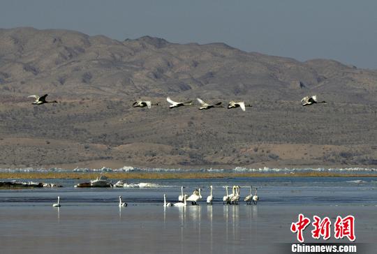 近日，两百多只白天鹅在中国三大沙尘策源地之一的甘肃民勤县红崖山水库嬉戏飞翔。