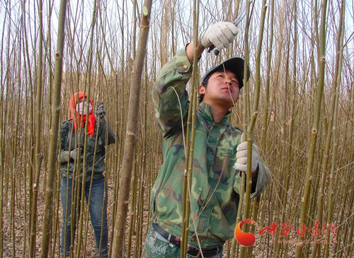 图为张湾村五社农民王鑫夫妇正在修剪竹柳