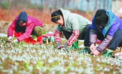 苗农嫁接桂花苗