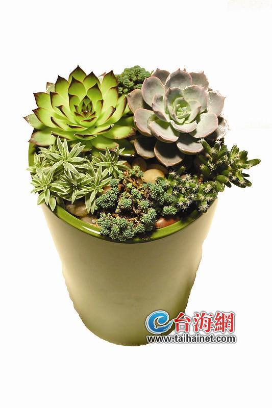 创意花卉