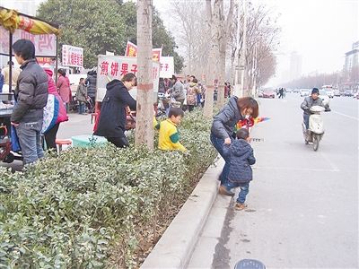 在新植绿化带过往的路人