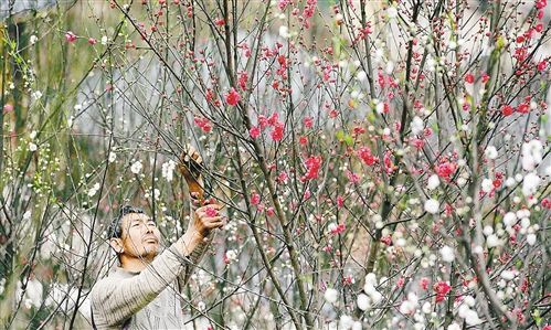 3月10日,南岸区南山街道放牛村,52岁的村民彭宗明在秋枫花谷内修剪花枝