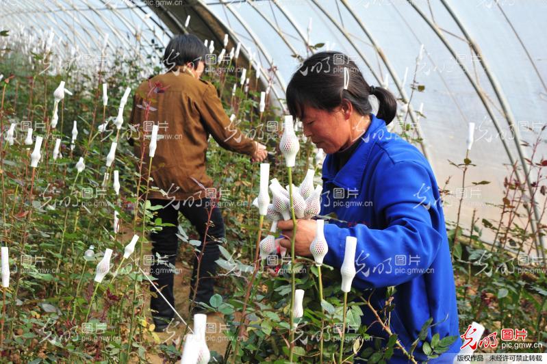 花卉产业助农增收