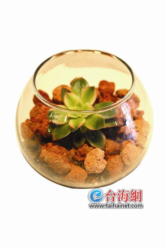 创意花卉