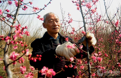 花农在修剪梅花