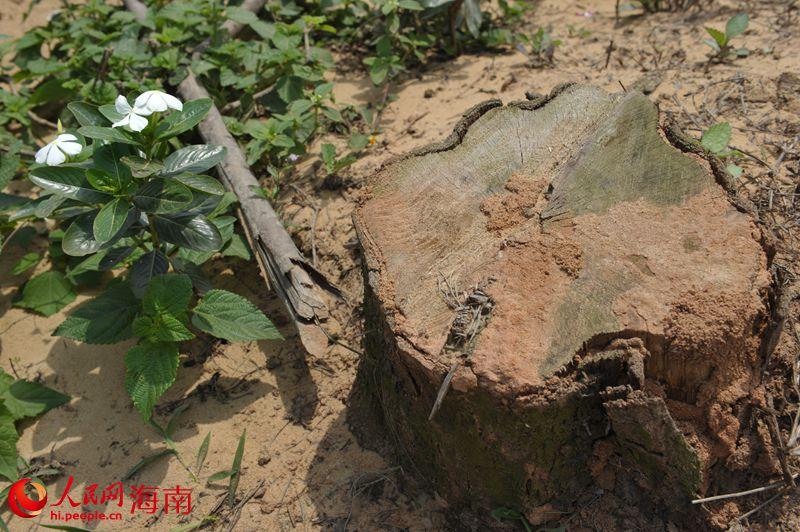 被砍树木