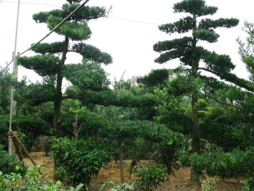 陈村花木世界(资料图)