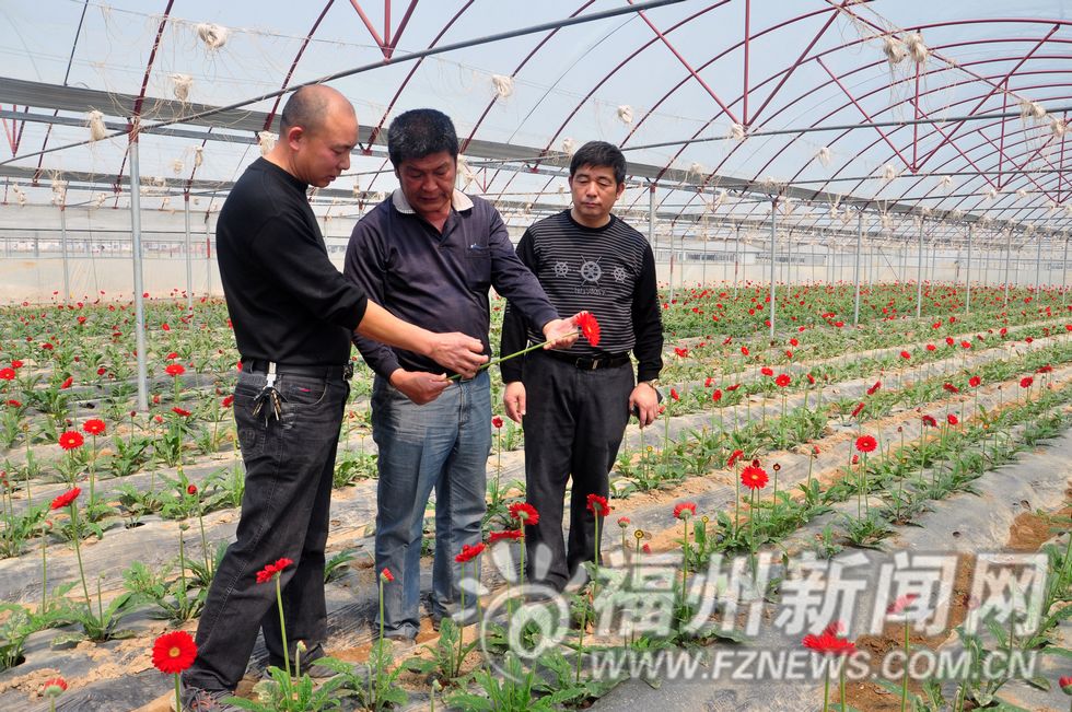 台湾花卉专家在大棚内进行技术指导