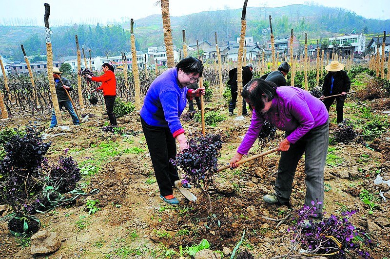 村民在种子苗木花卉