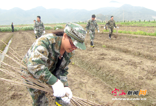 长街镇民兵分队清除农户抢种树木
