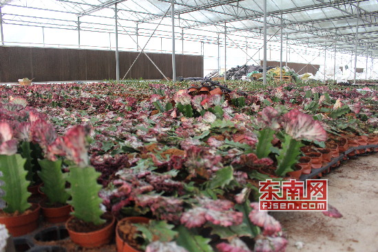 盆栽被毁