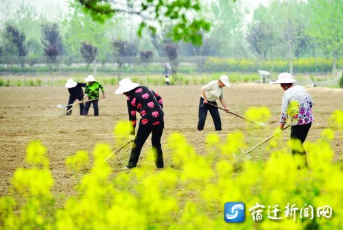 村民种植苗木