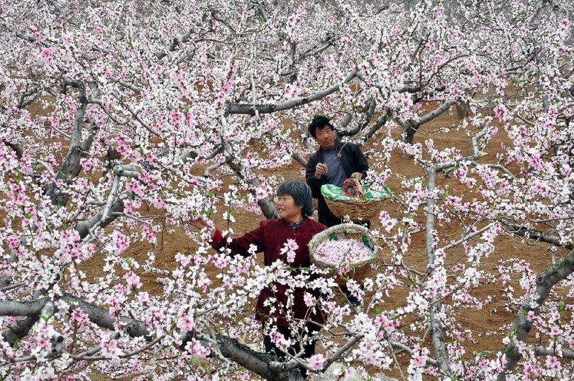 赏花经济