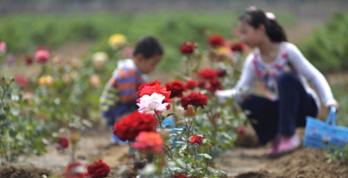 4月20日，花农在山东邹平嘉成玫瑰种植基地采摘玫瑰花