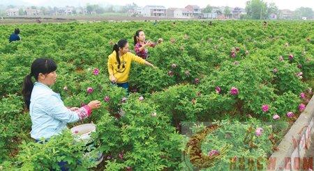 花农采摘玫瑰花