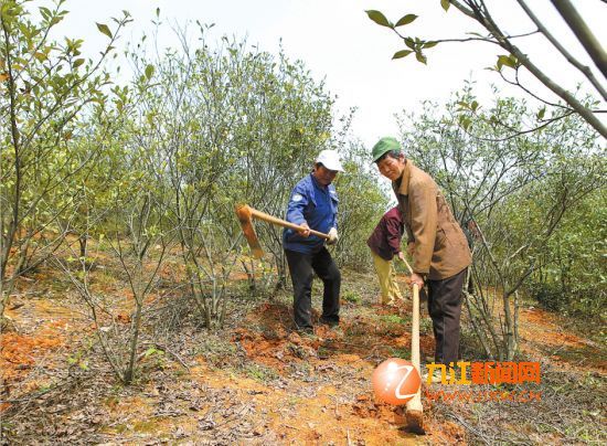 农民种植黄栀子