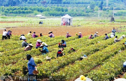 白沙镇白沙堡村民正在起苗子，准备外销