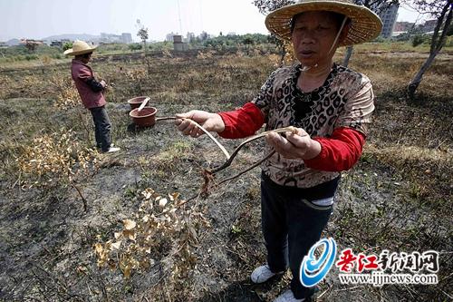 近万株树苗烧成灰烬