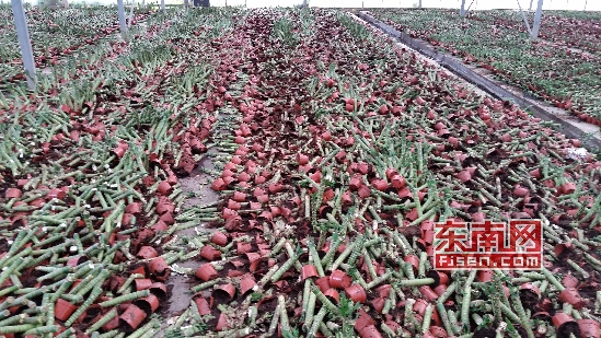 盆栽被毁