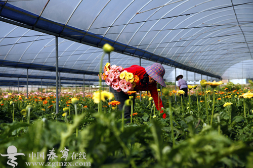 花农采摘非洲菊