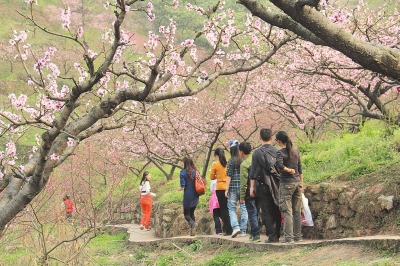 仙牙桃花醉游人