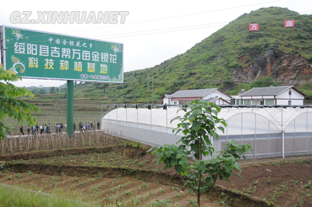 绥阳县吉帮万亩金银花科技种植基地