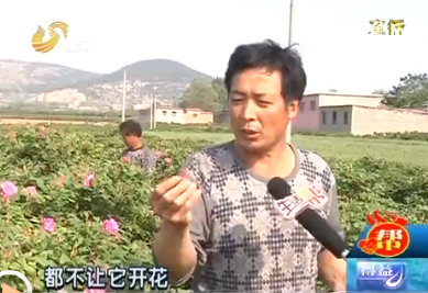 花农姚化恩
