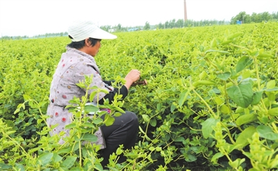 工人在采摘金银花