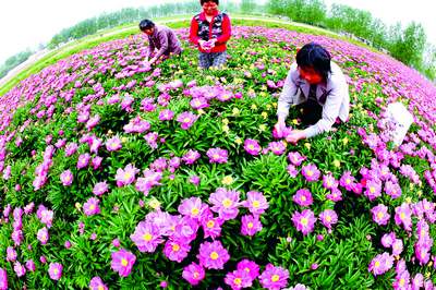 农民在该市谯城区谯东镇车埠口村芍药种植地里采摘芍药花瓣